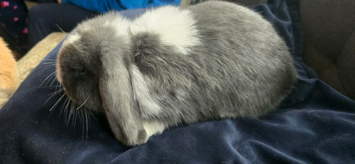 Mini Lop Bunnies - Image 4