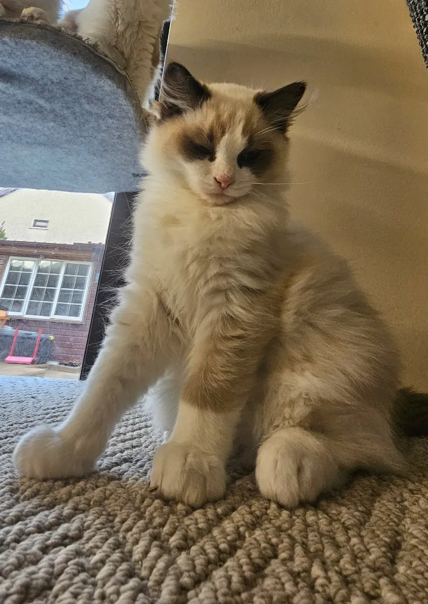 Pure breed Ragdoll kitten - Image 4