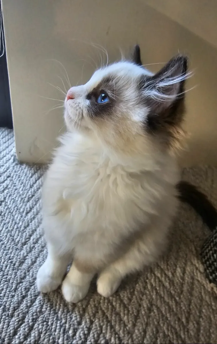 Pure breed Ragdoll kitten - Image 1