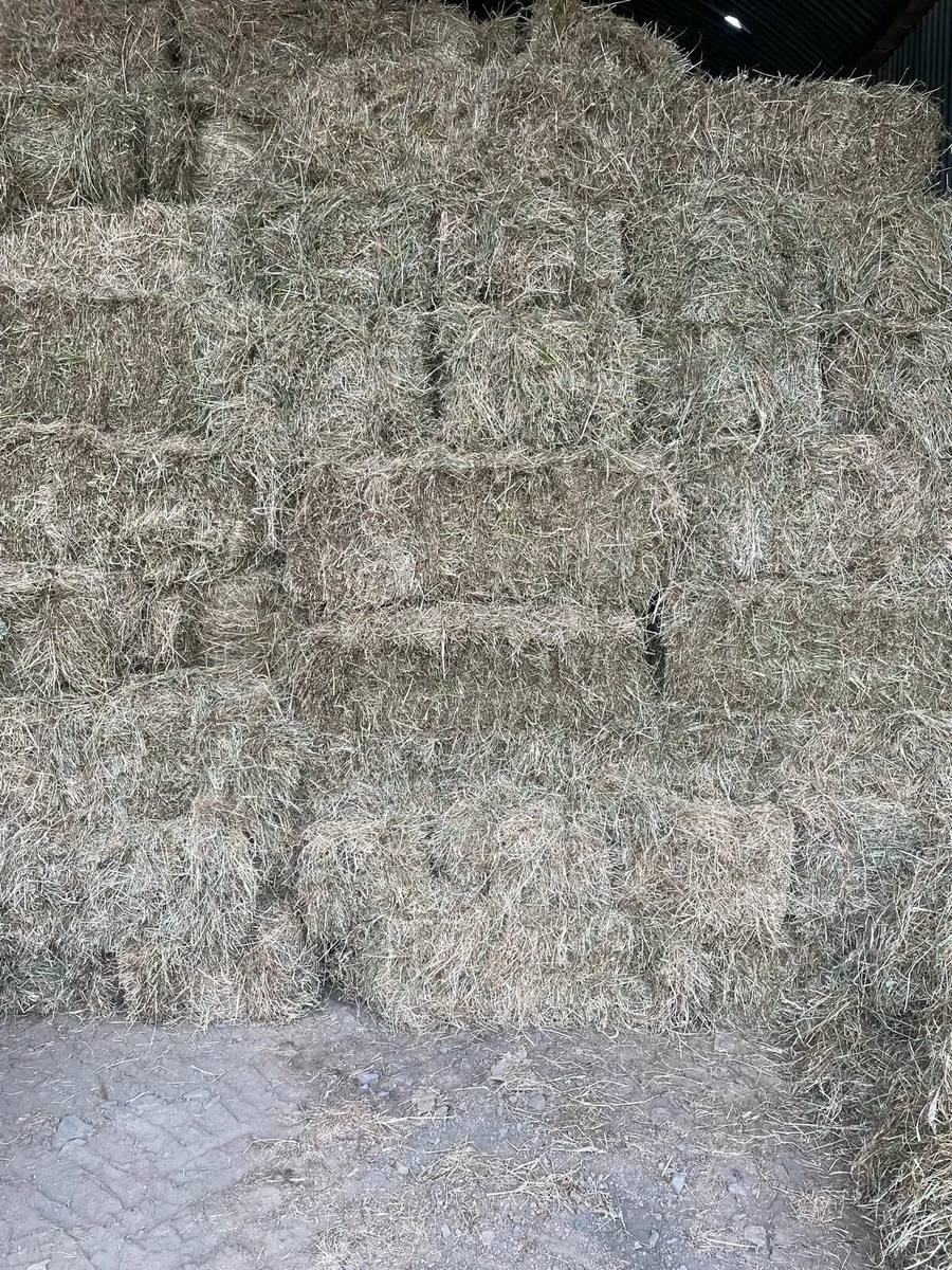 Square and Round bales of hay and Haylage - Image 1