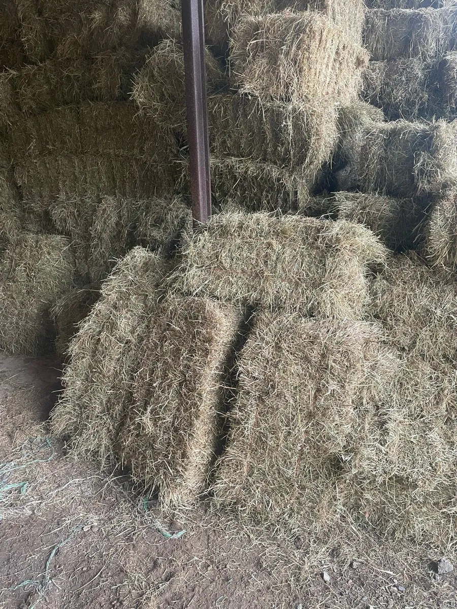 Square and Round bales of hay and Haylage - Image 2