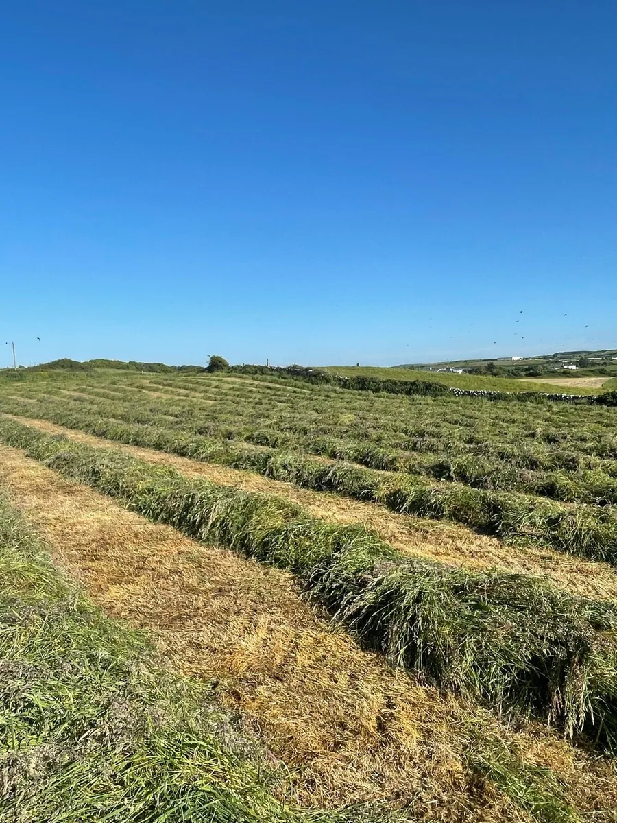Square and Round bales of hay and Haylage - Image 3