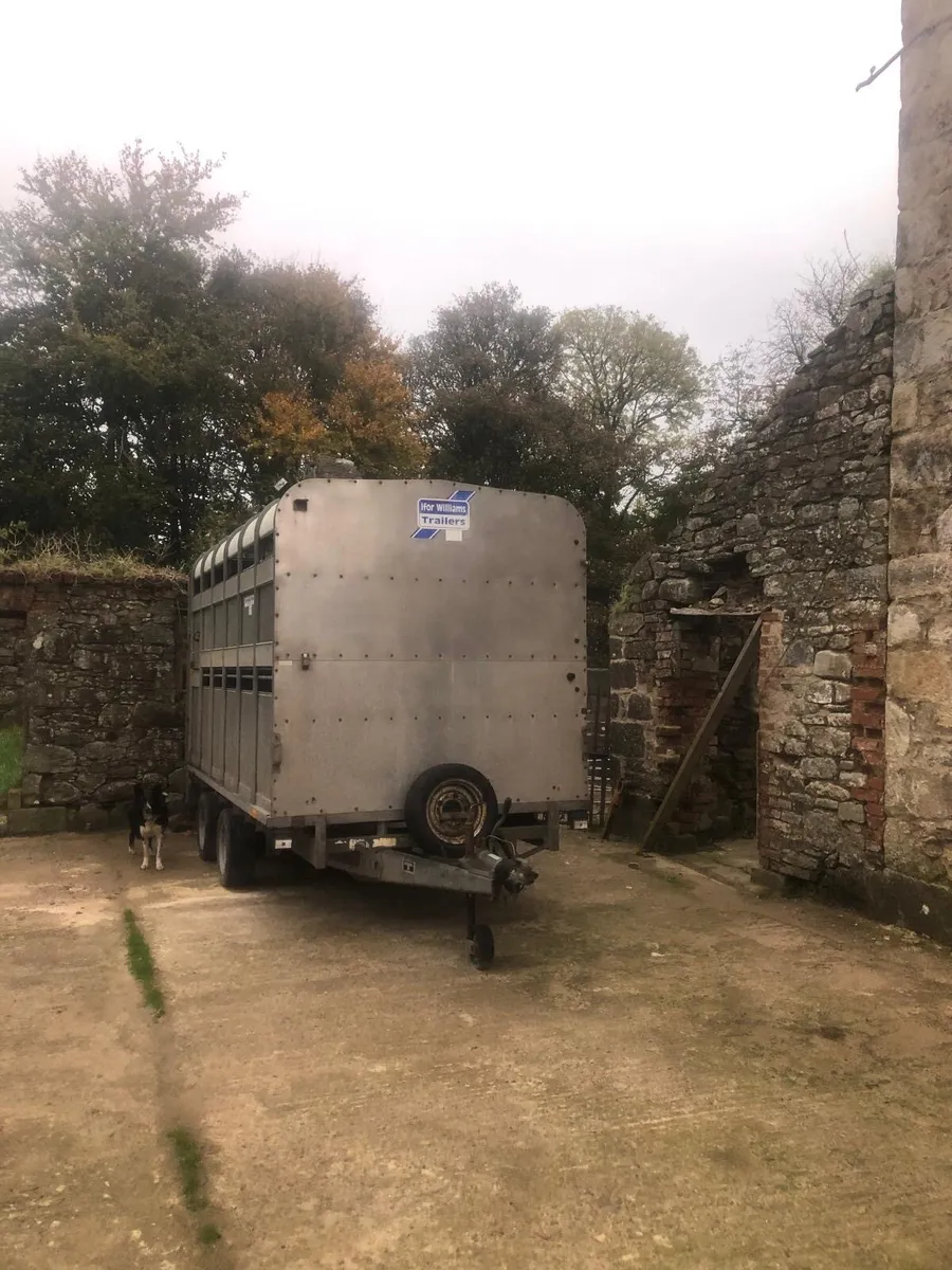 Livestock ifor Williams cattle sheep trailer - Image 2