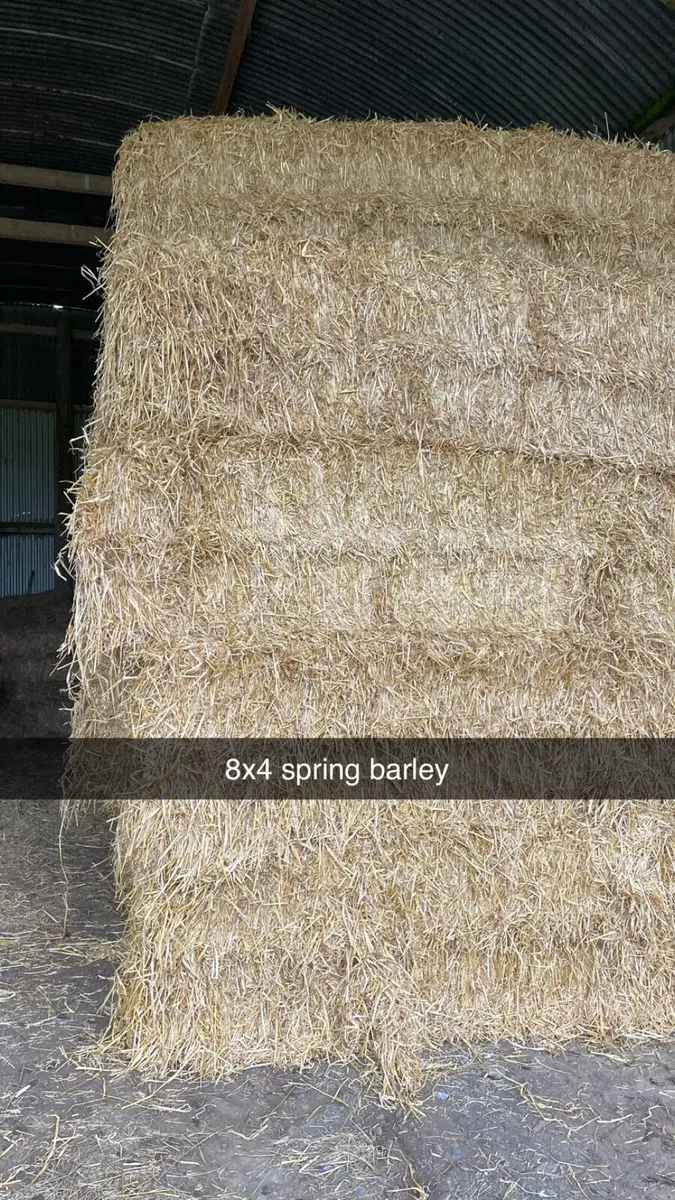 8 x 4 barley straw hi density bales - Image 1