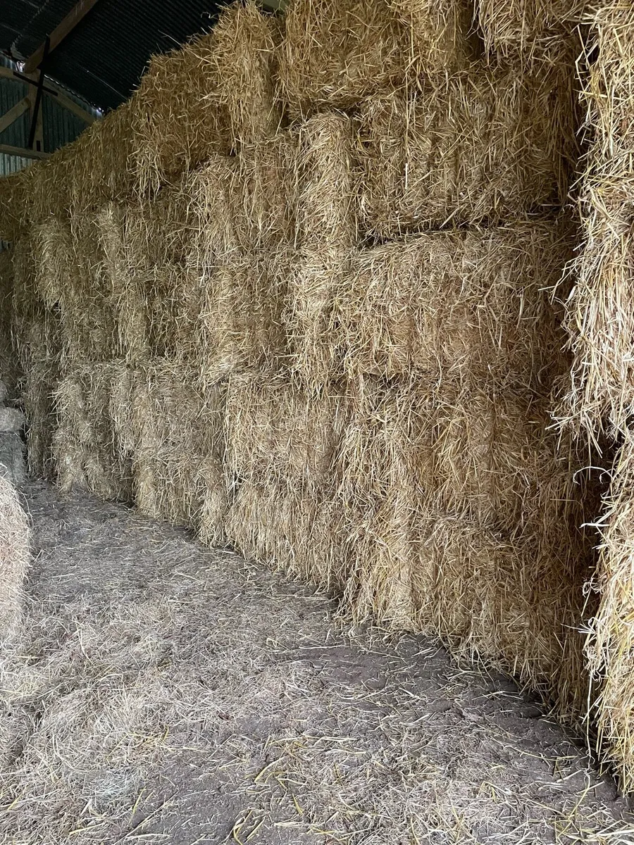 8 x 4 barley straw hi density bales - Image 2