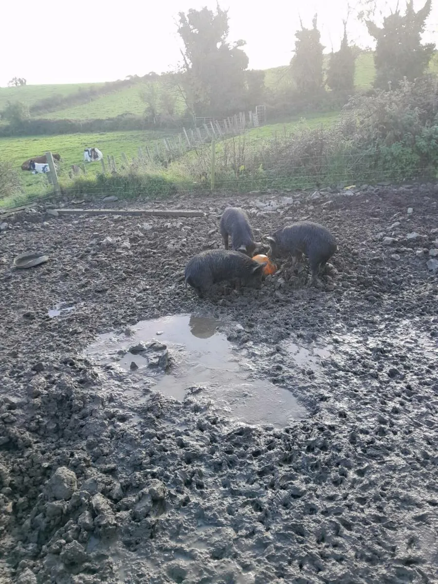 Pigs - Image 1