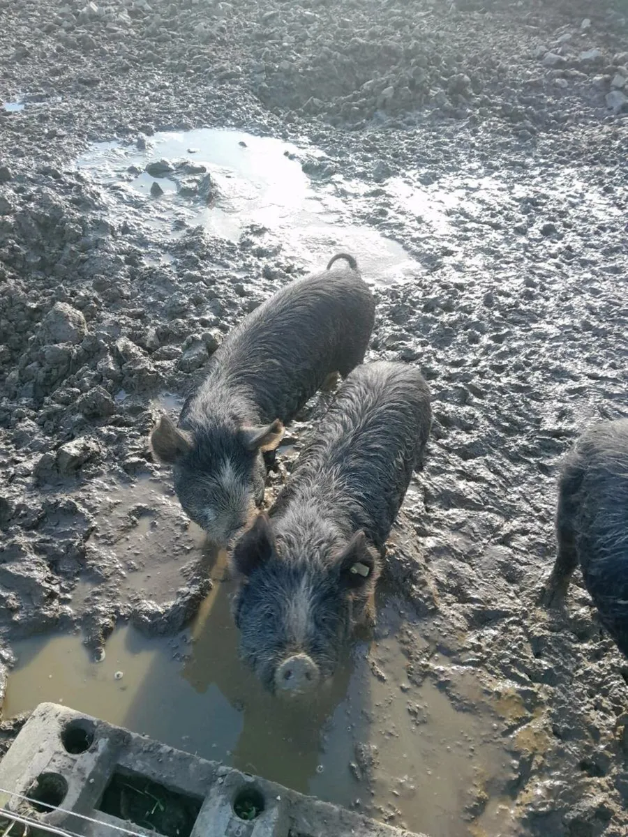 Pigs - Image 2