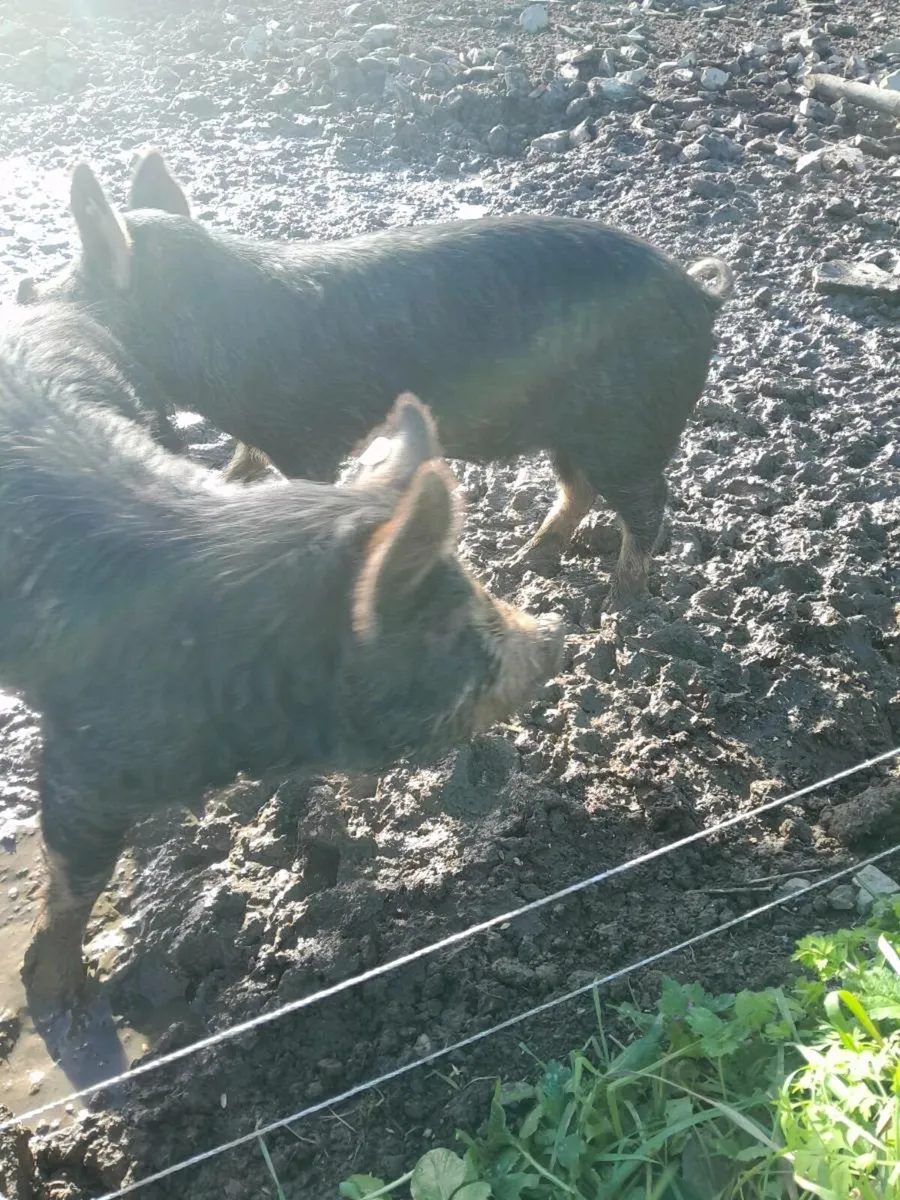 Pigs - Image 3