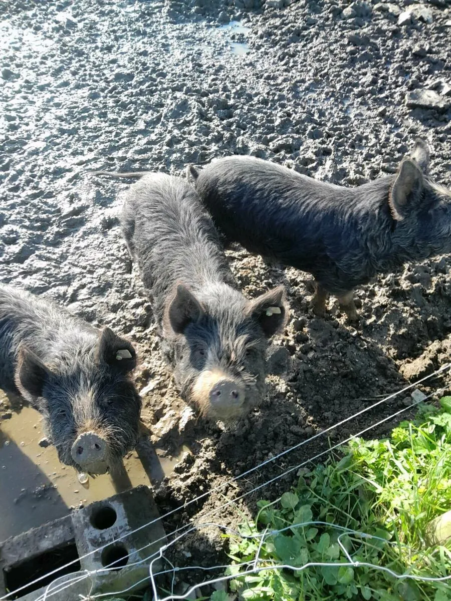 Pigs - Image 4