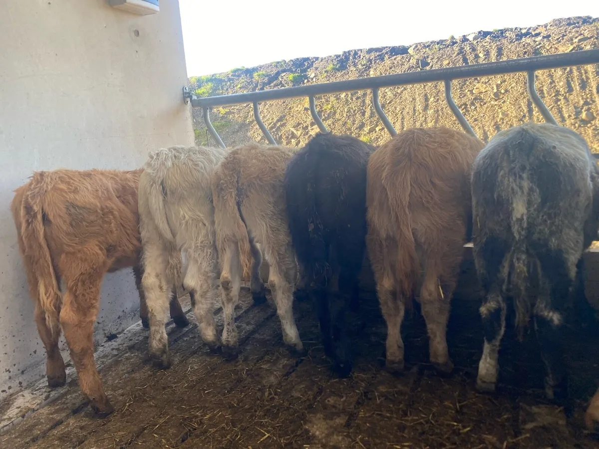 11 continental heifer weanlings - Image 2