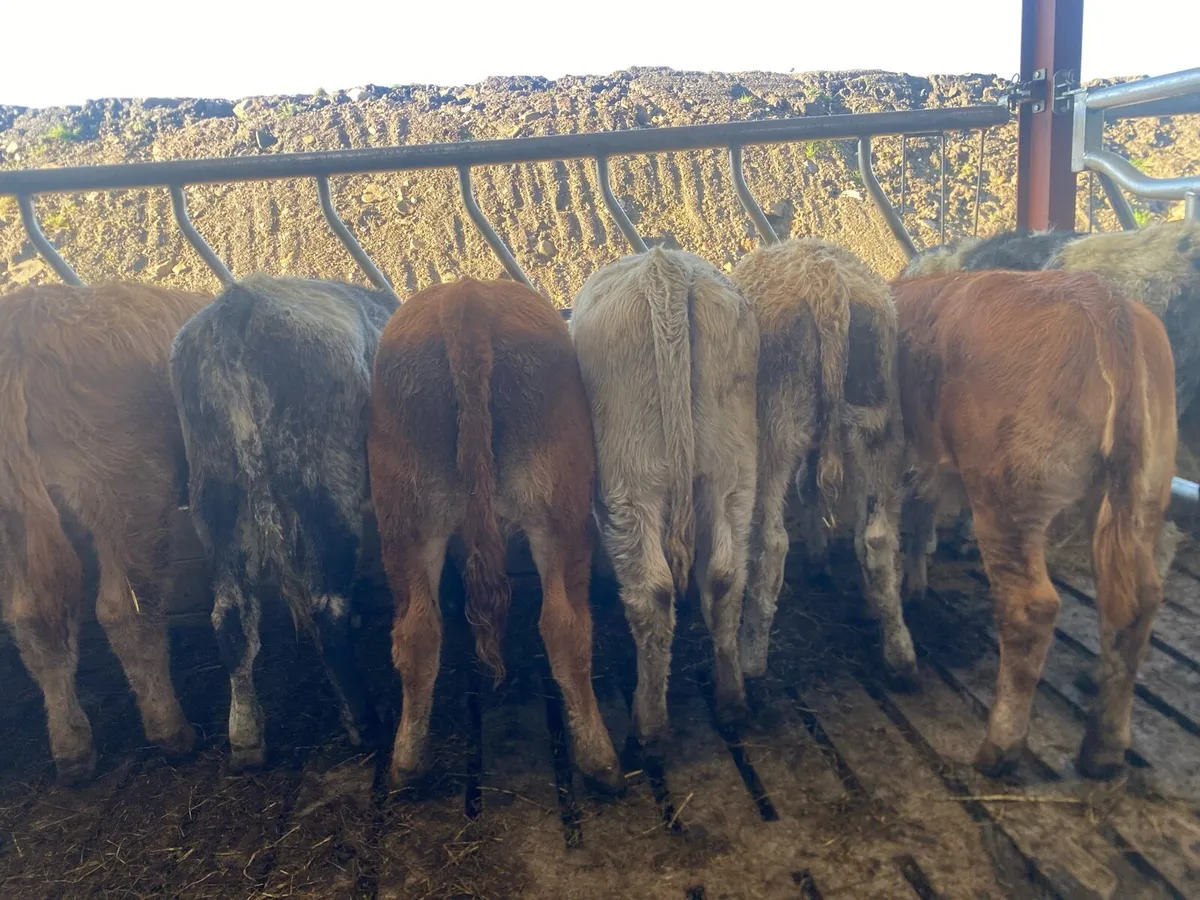 11 continental heifer weanlings - Image 3