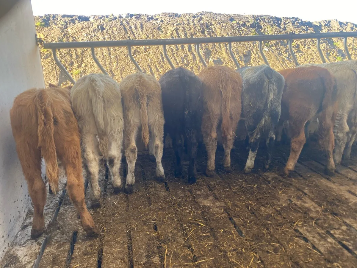 11 continental heifer weanlings - Image 4