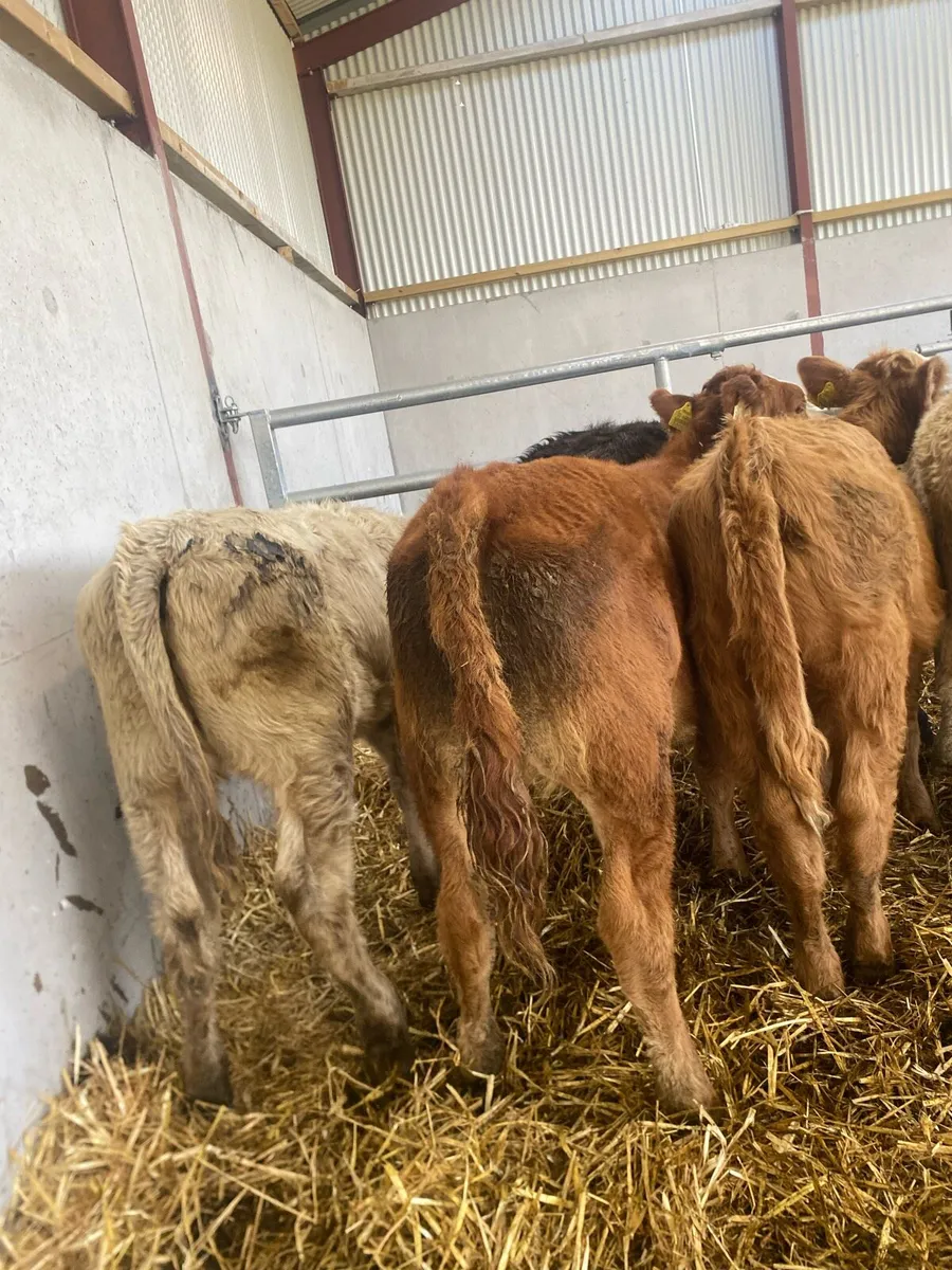 11 continental heifer weanlings - Image 1