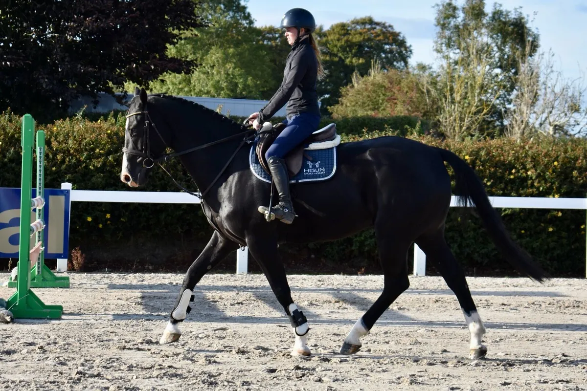 16.1hh gelding - Image 1