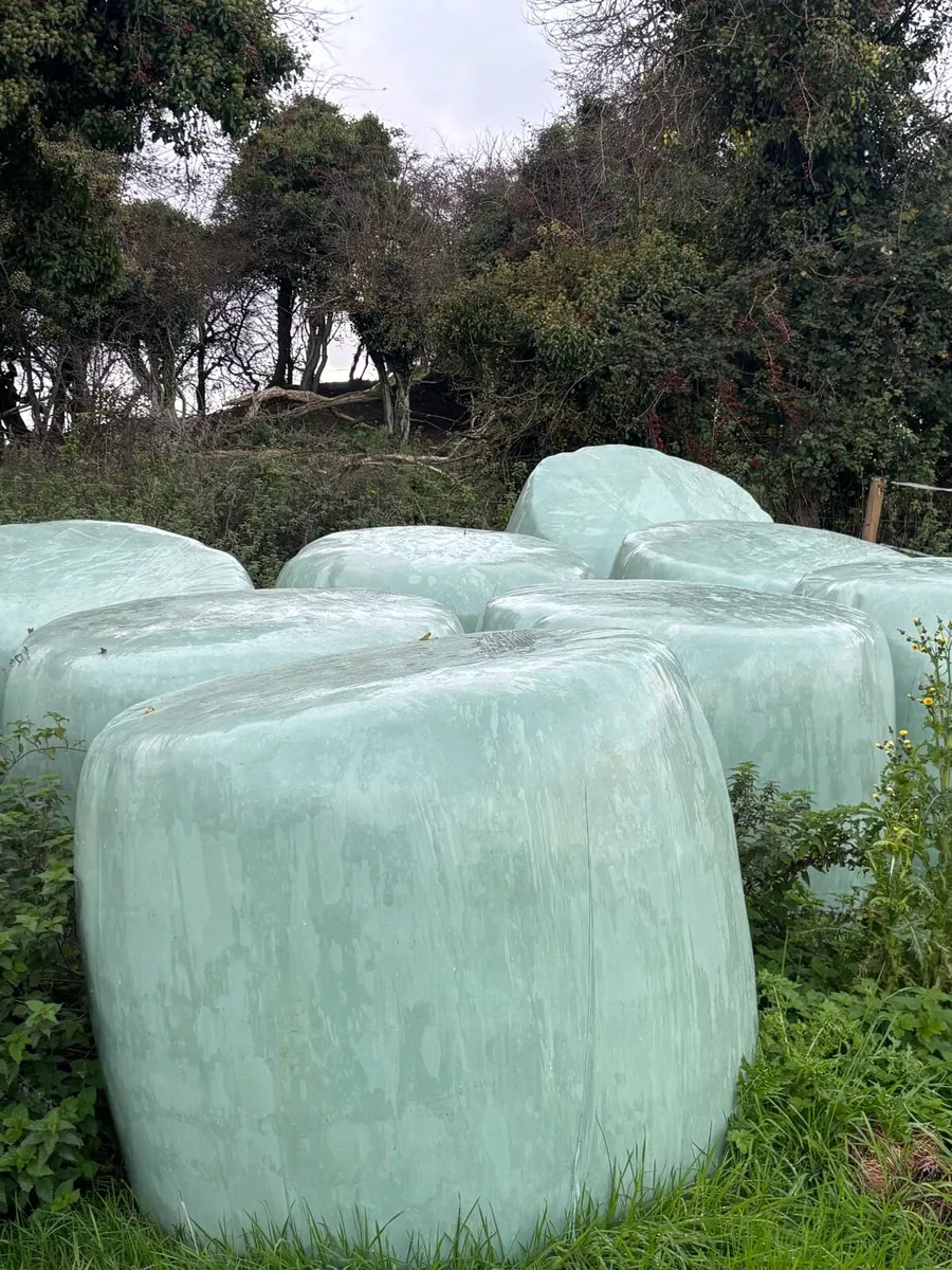 Haylage/Silage - 30 bales remaining Kinnegad
