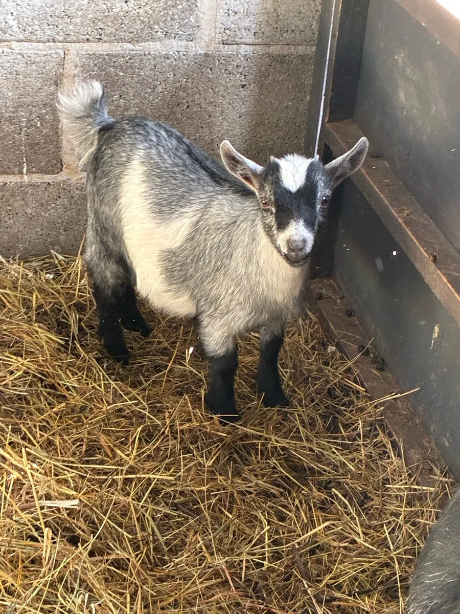 Pygmy goat female kid - Image 1