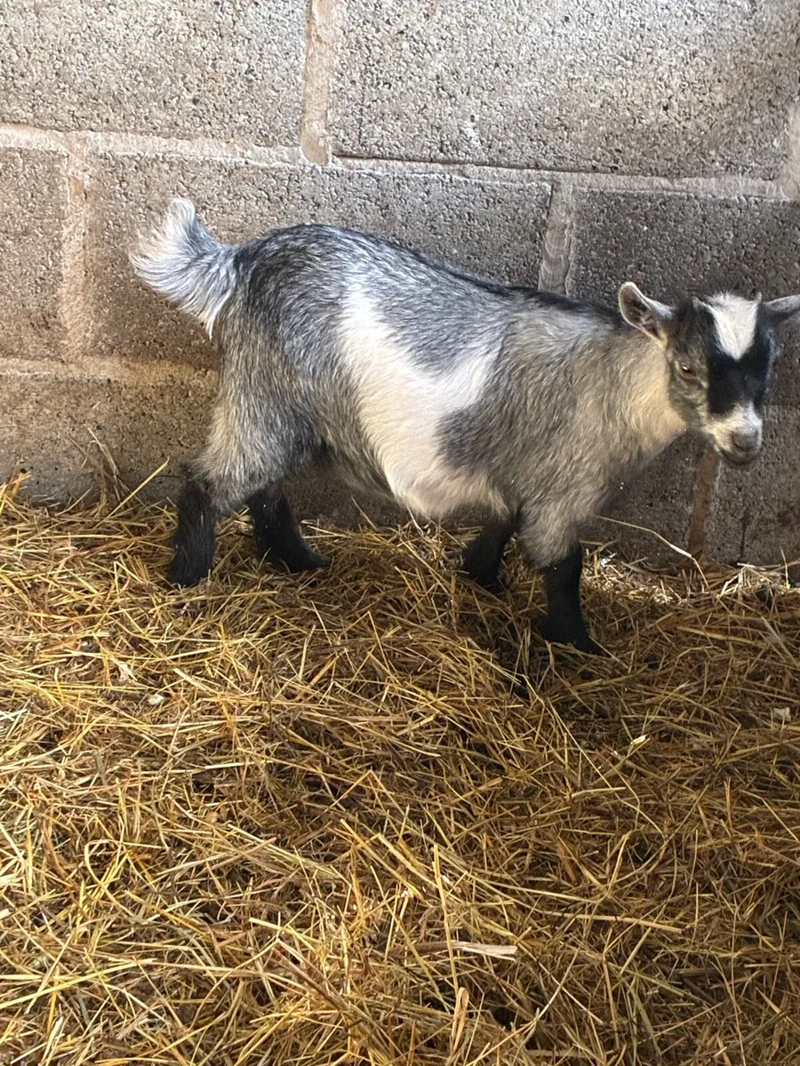 Pygmy goat female kid - Image 2