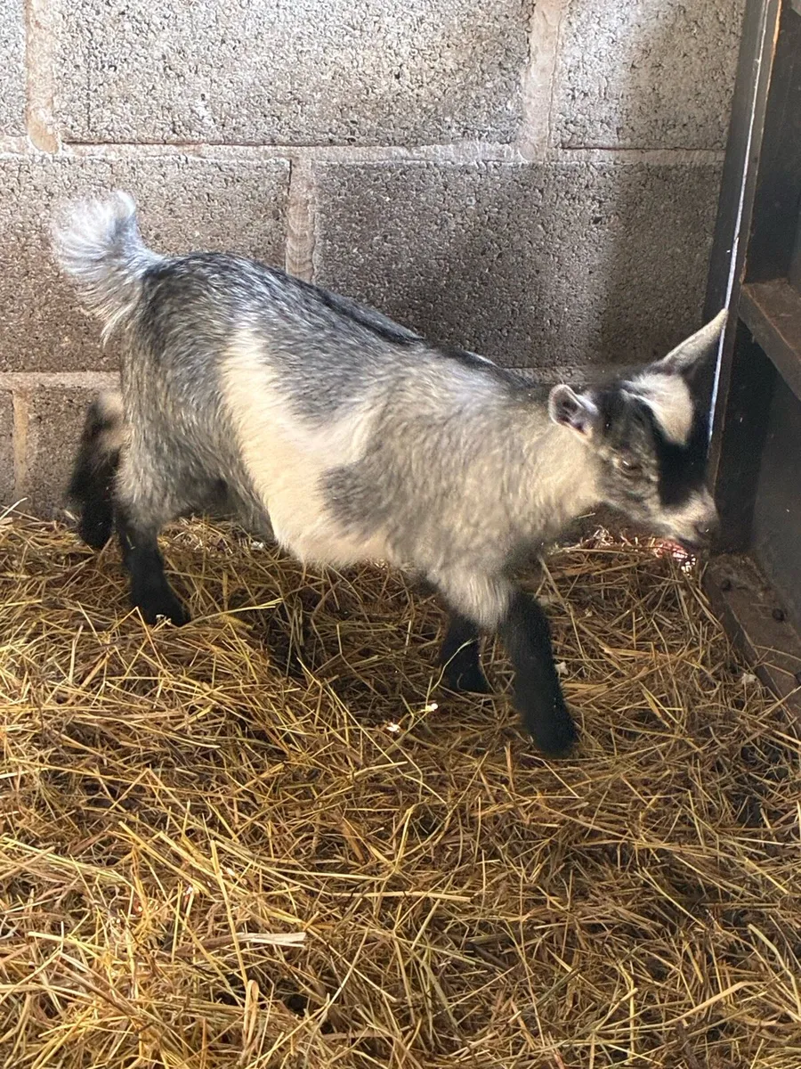 Pygmy goat female kid - Image 3