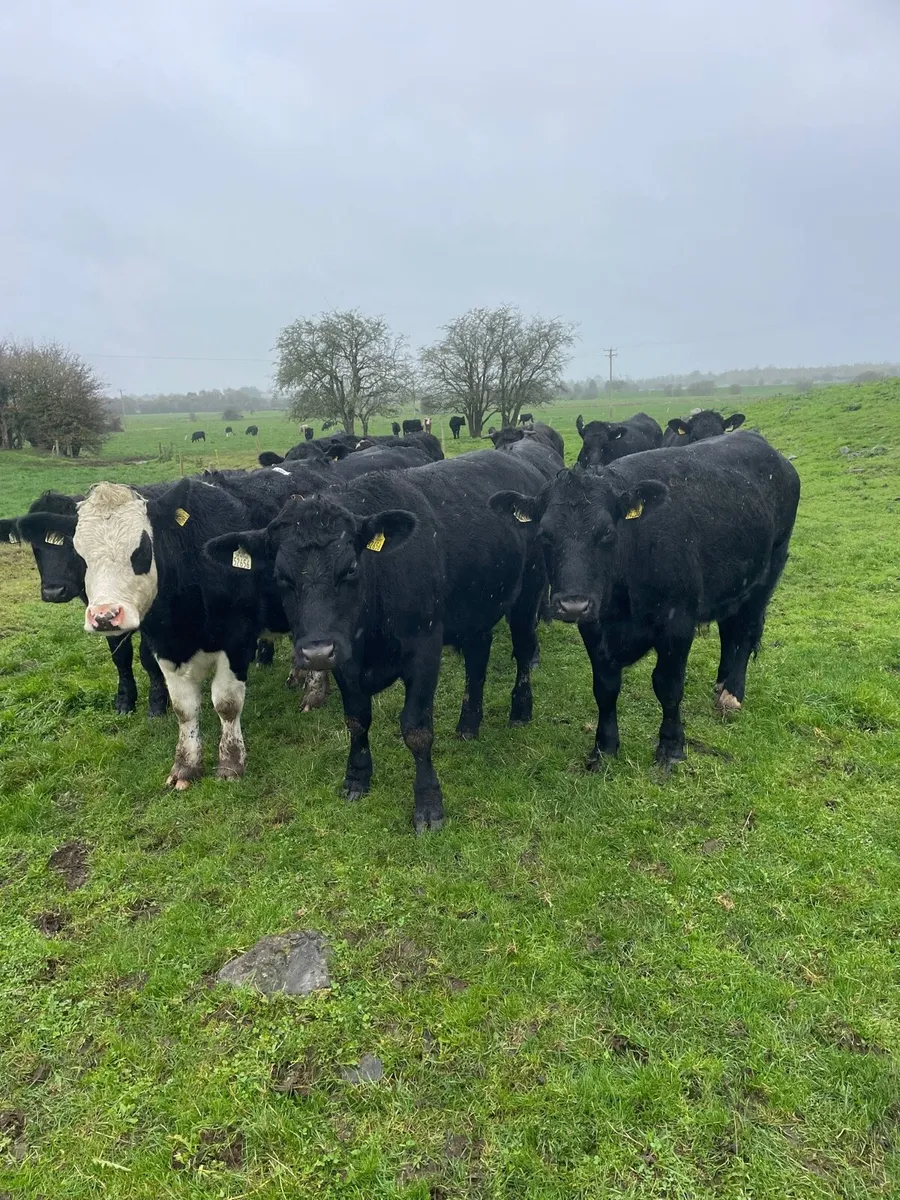 Angus and whitehead bullocks - Image 1