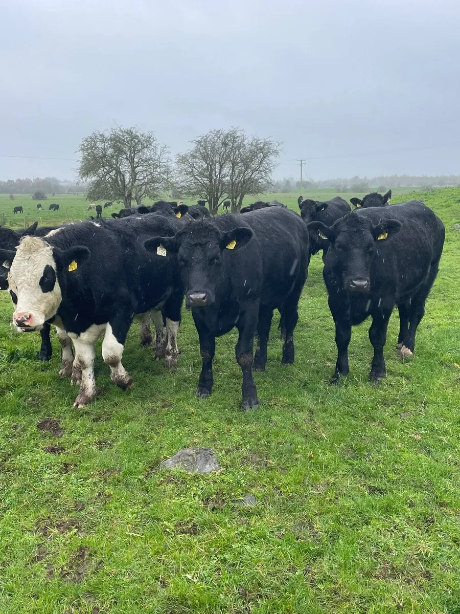 Angus and whitehead bullocks - Image 2