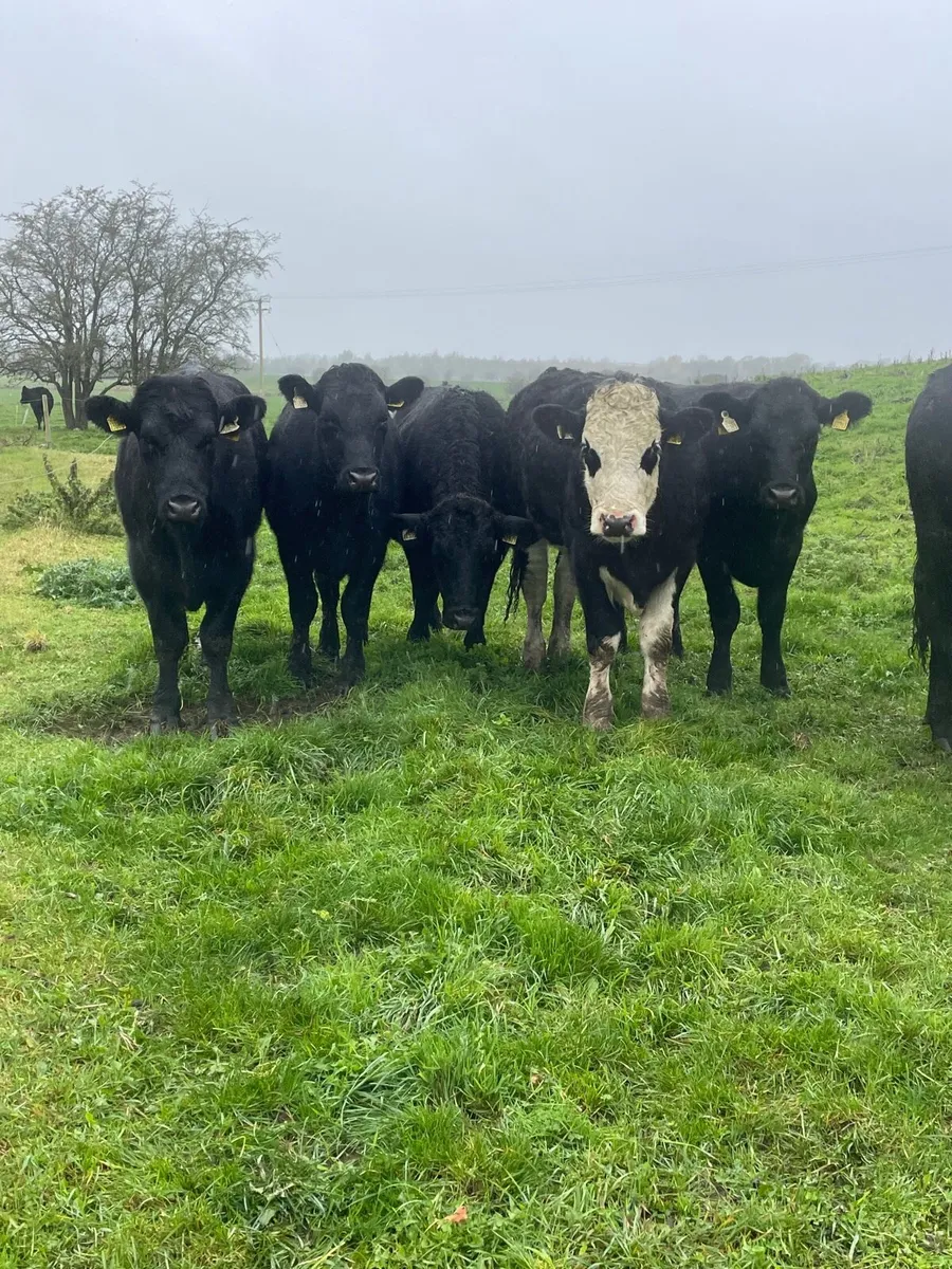 Angus and whitehead bullocks - Image 3