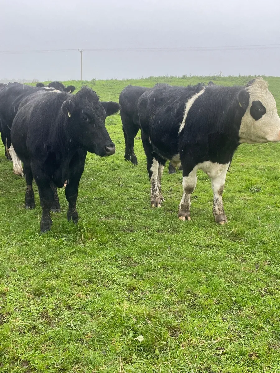 Angus and whitehead bullocks - Image 4