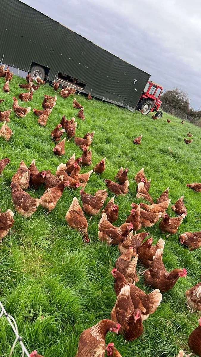 Laying Hens for sale - Image 1