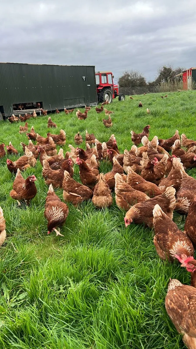 Laying Hens for sale - Image 2