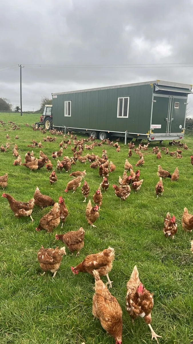 Laying Hens for sale - Image 3