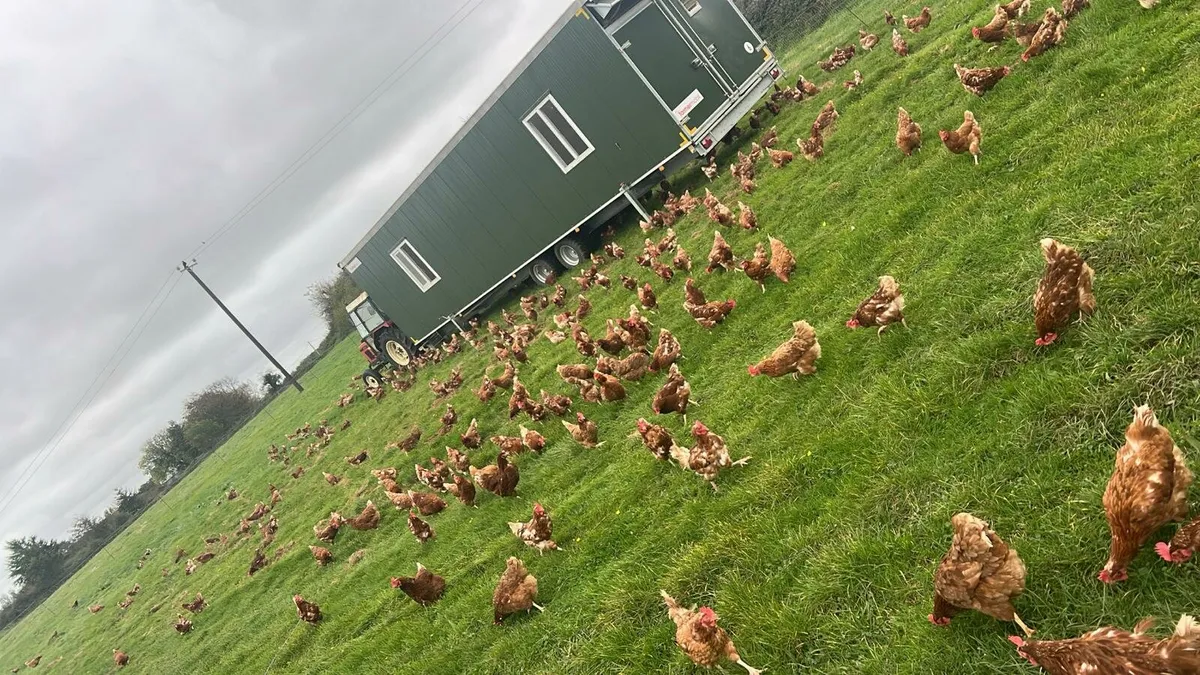 Laying Hens for sale - Image 4