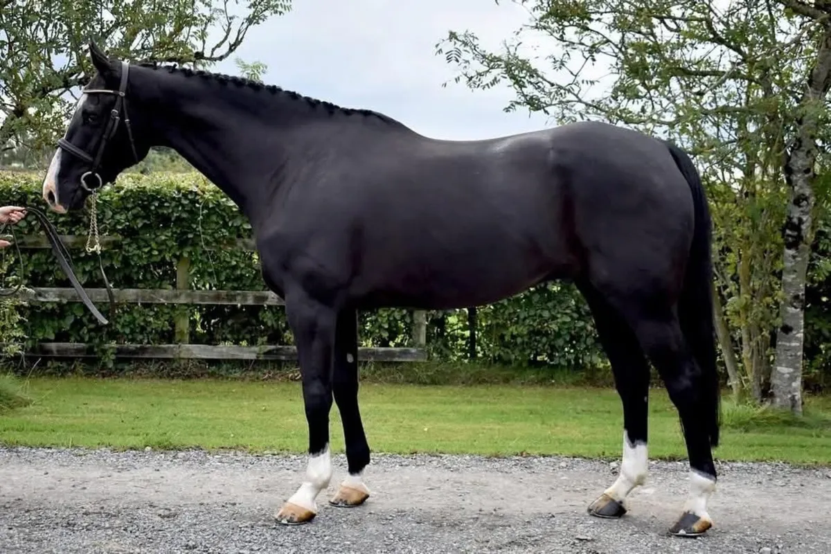 16.1hh gelding - Image 2