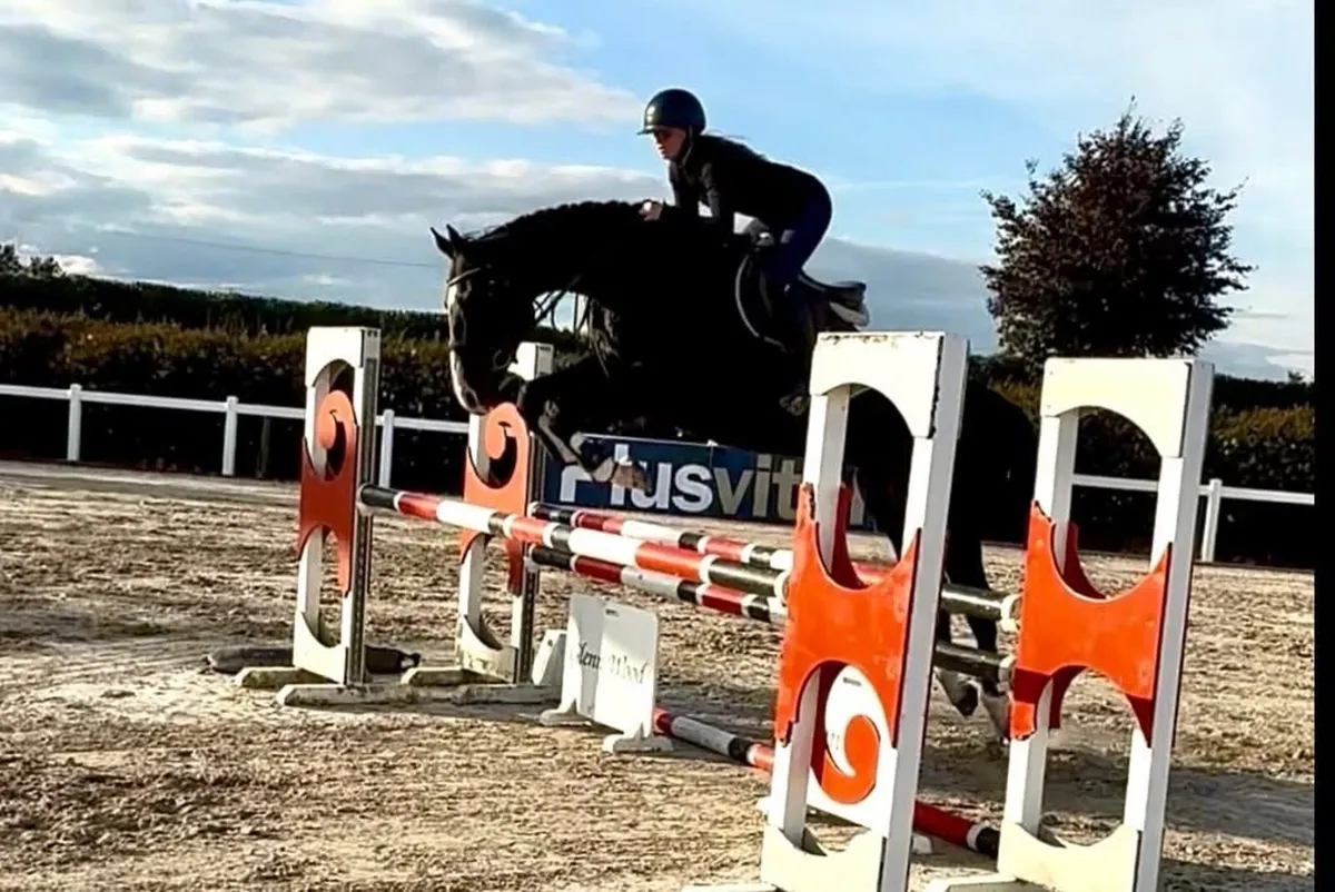 16.1hh gelding - Image 3