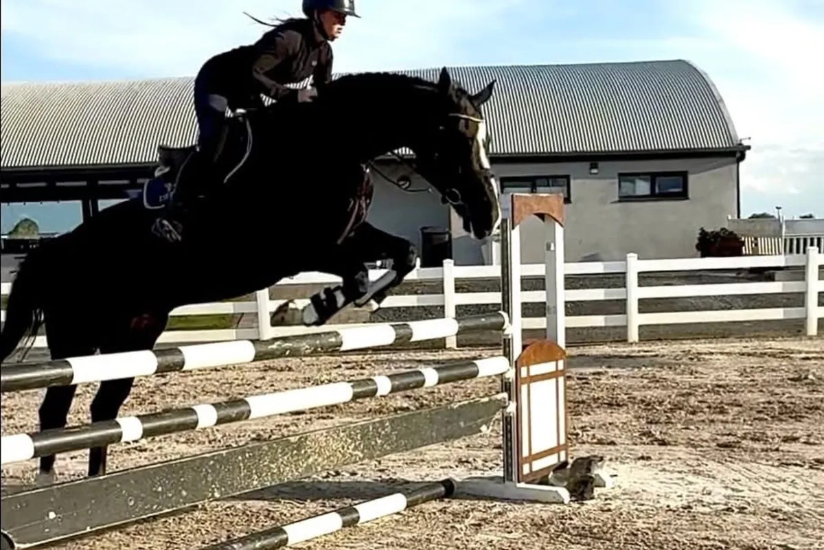 16.1hh gelding - Image 4