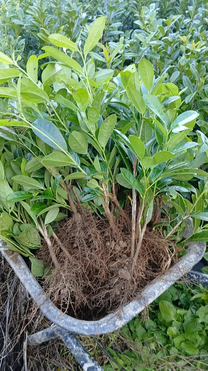 €1 laurel hedging national delivery - Image 1