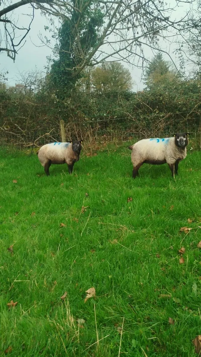 Sheep - Image 1