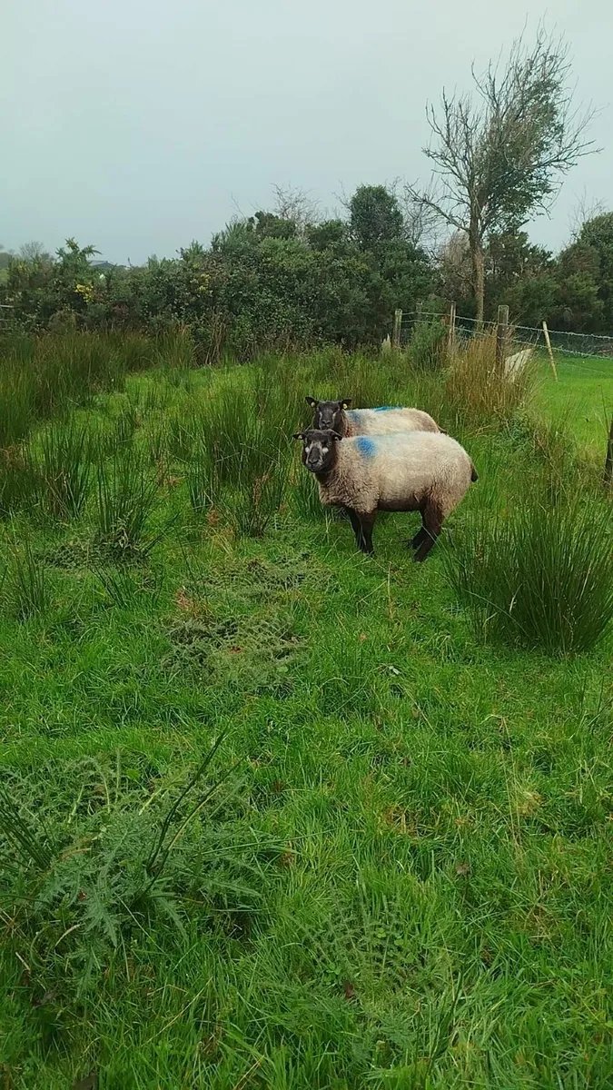 Sheep - Image 2