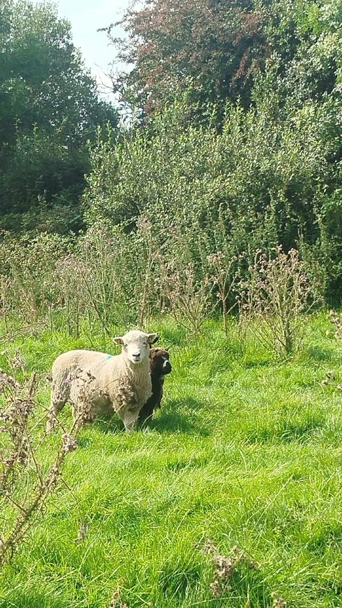 Sheep - Image 3