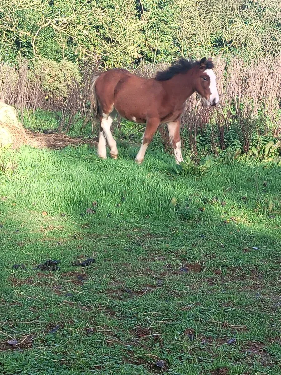 Filly foal - Image 2