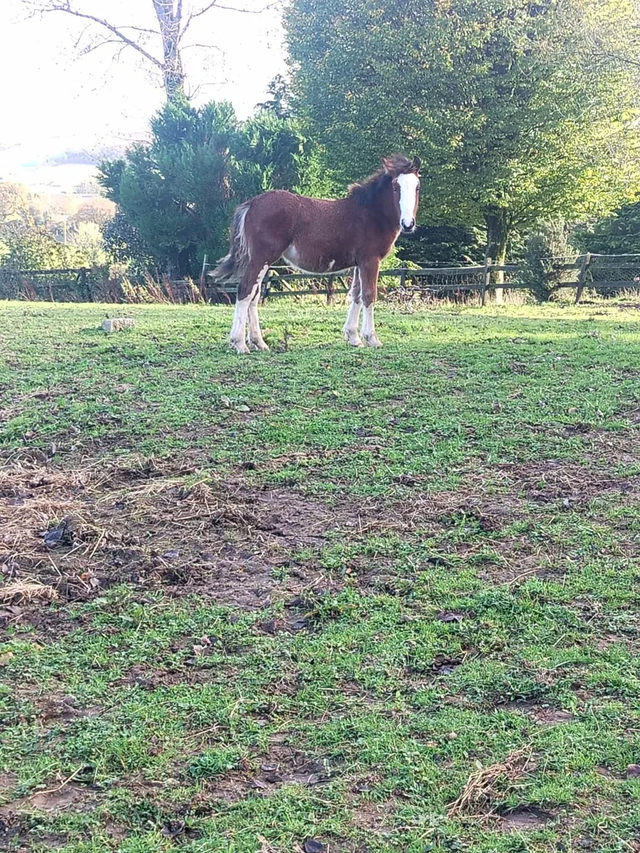 Filly foal - Image 1