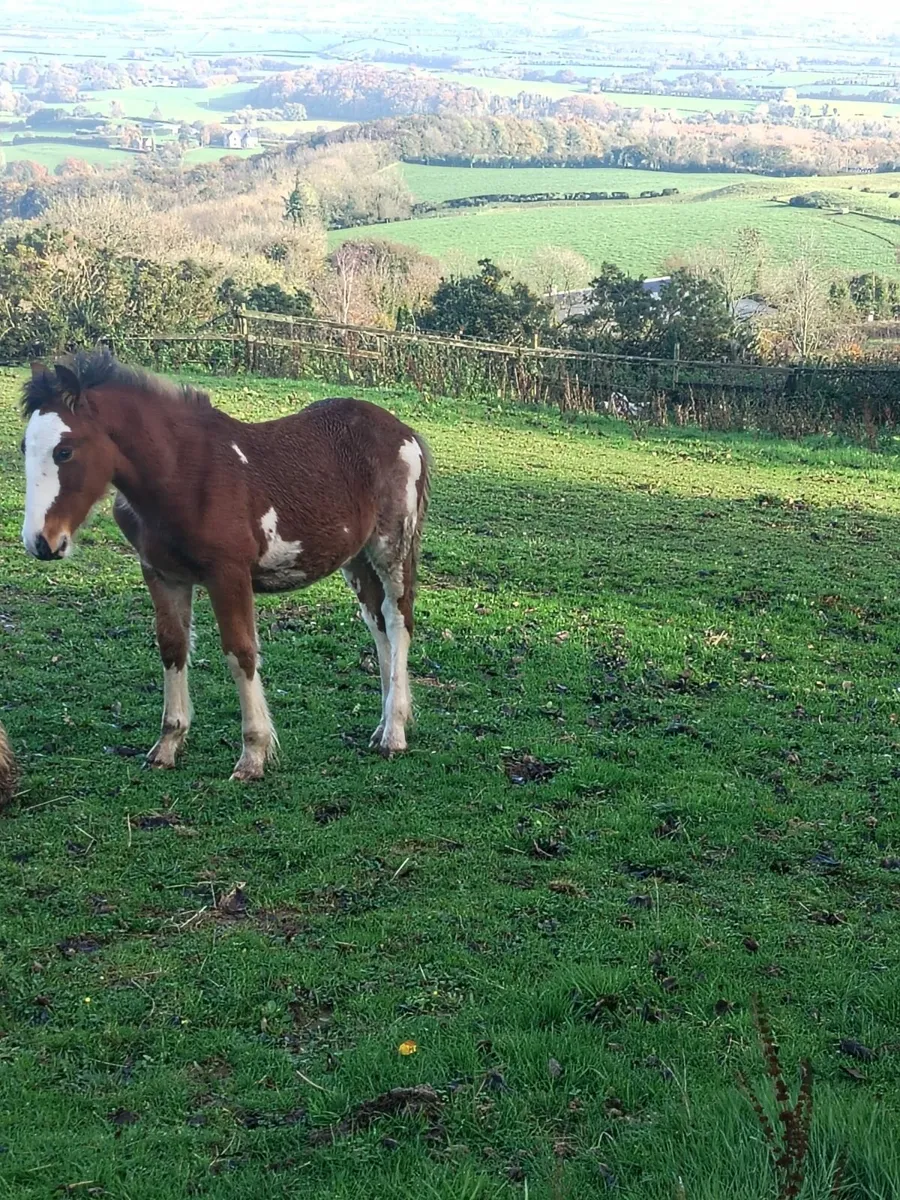 Filly foal - Image 3