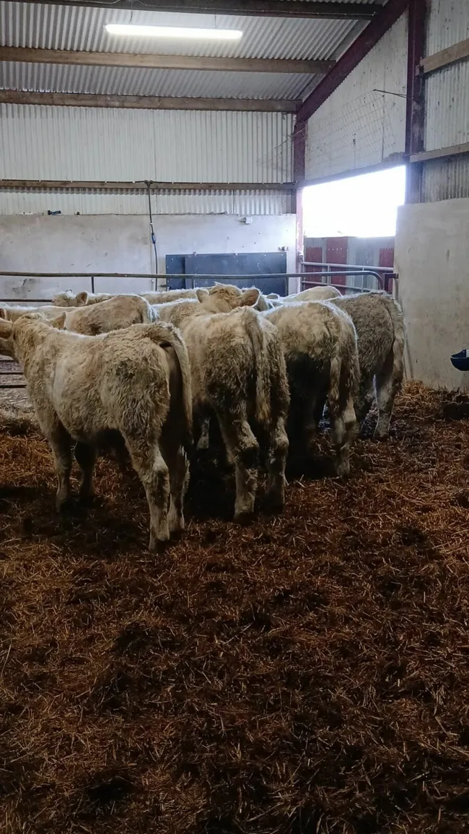 Charolais bull weanlings - Image 3