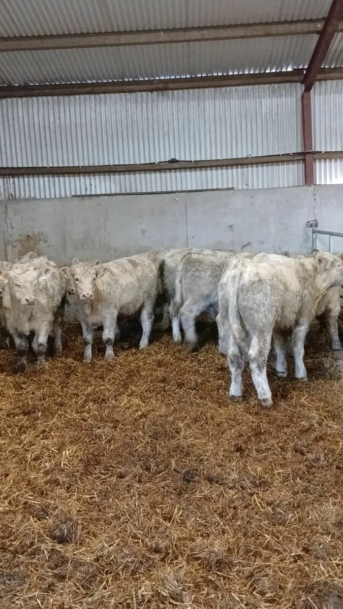 Charolais bull weanlings - Image 2