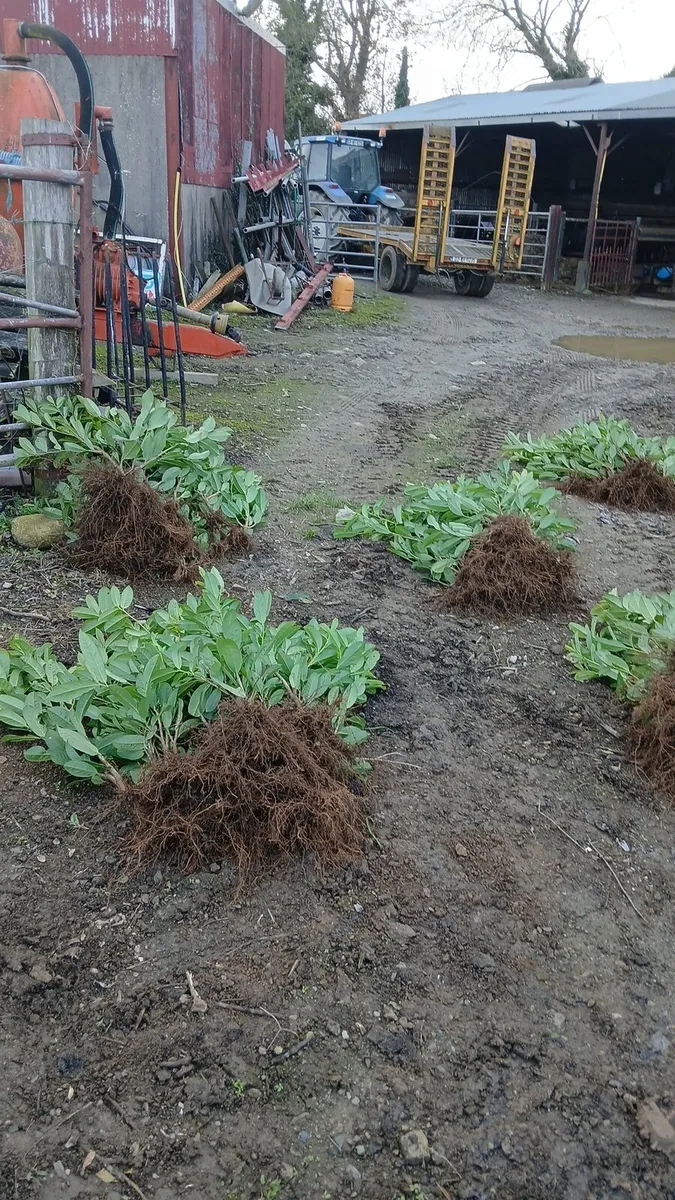 1.5-2 foot laurel hedging delivery €1 - Image 1