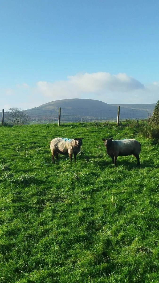 Sheep - Image 4