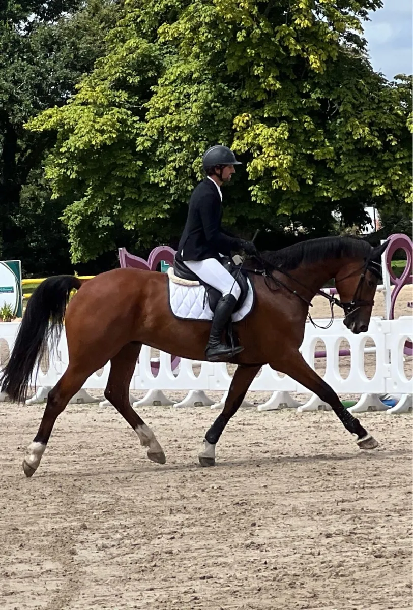 17h 5 yo ISH, safe and easy talented  all rounder - Image 4