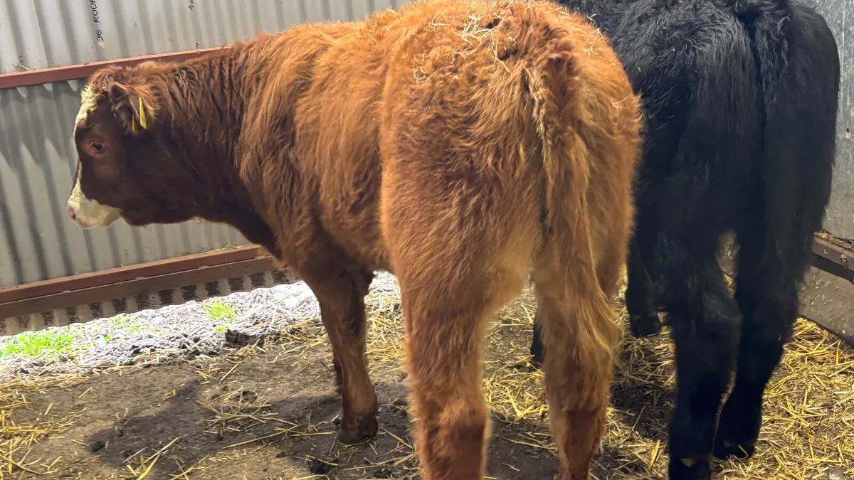 2 Quality Limousin Bull Wealings - Image 4