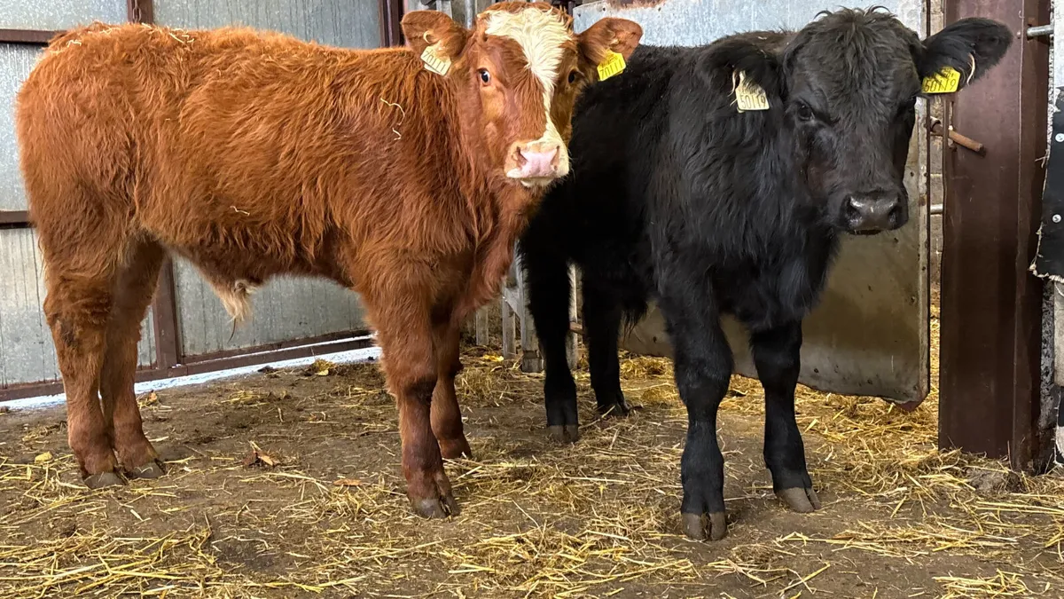 2 Quality Limousin Bull Wealings - Image 3