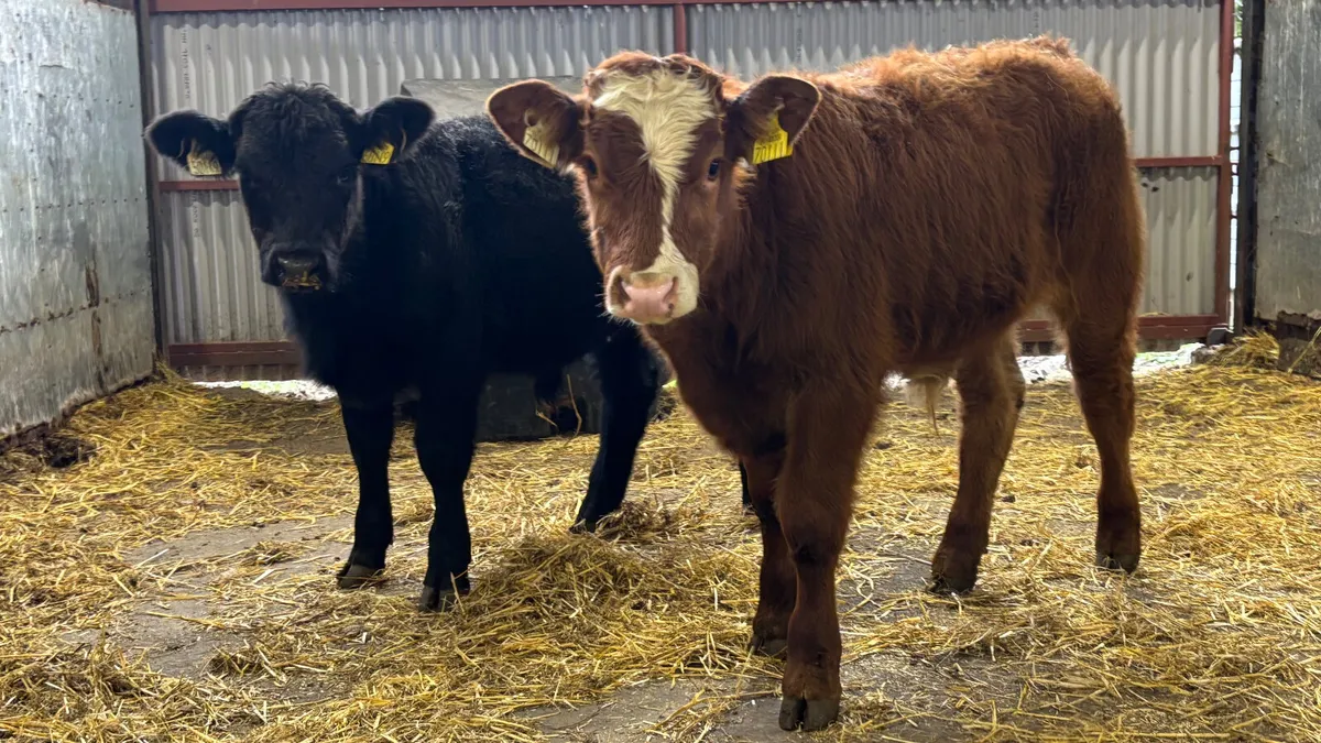 2 Quality Limousin Bull Wealings - Image 1