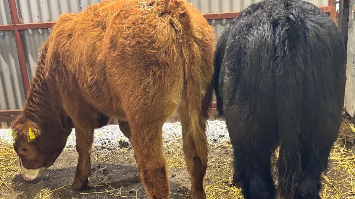 2 Quality Limousin Bull Wealings - Image 2