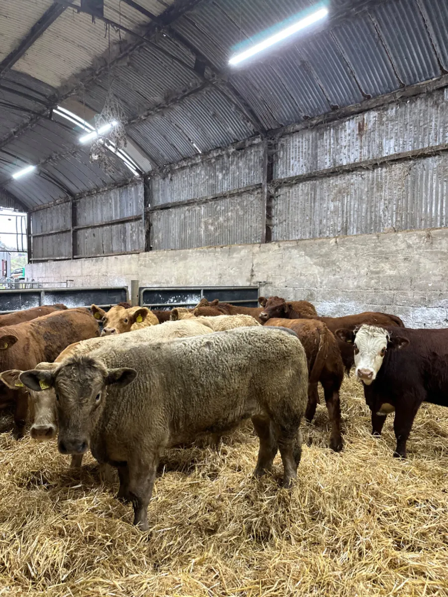 Lim and Charolais bullocks - Image 1